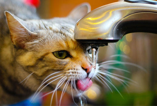 揭秘猫的超聪明喝水方式