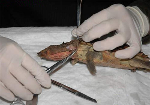 玛塔龟的尸检及解剖记录