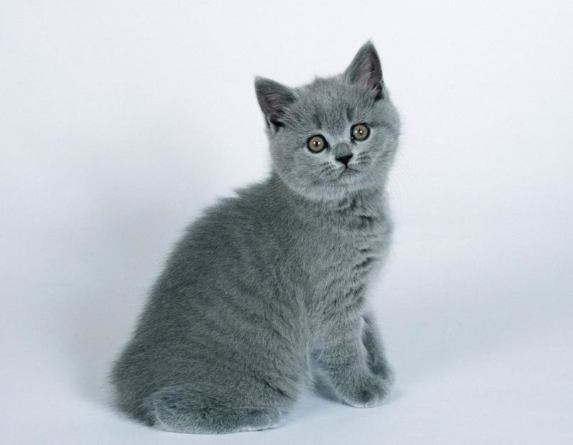 猫咪空运时候要注意什么