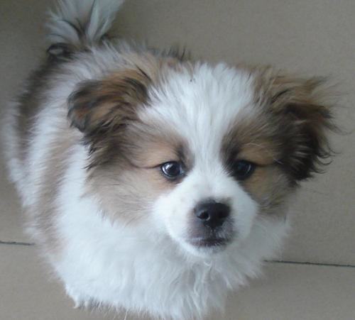 怎样帮助蝴蝶犬平安过冬