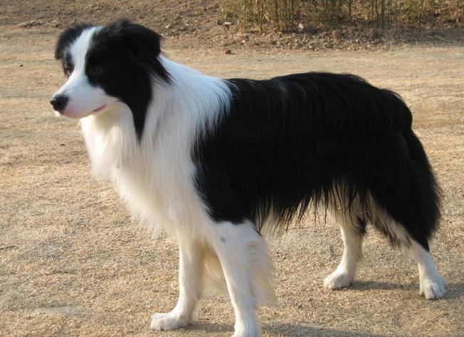 边境牧羊犬智商怎么样