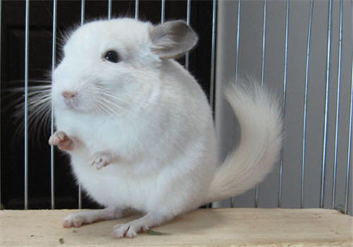 纯白龙猫的饲养环境