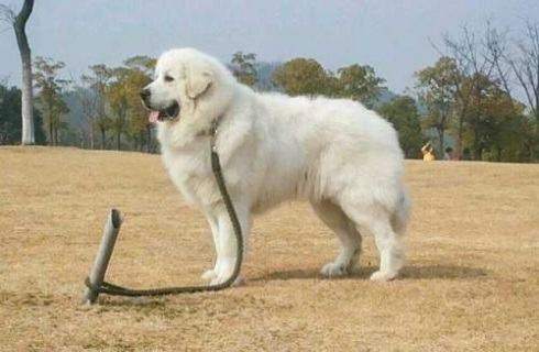 大白熊犬智商怎么样？大白熊犬介绍