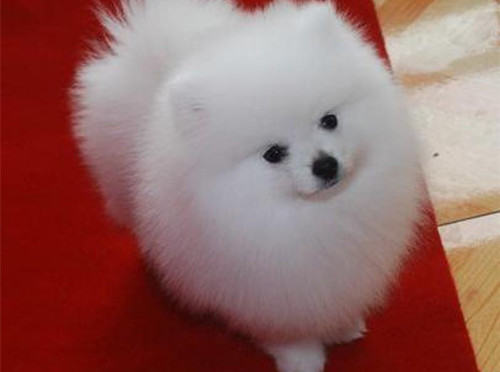 博美犬寿命多久 博美犬寿命多久