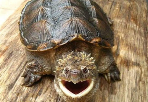 判别佛鳄龟是纯种的方法