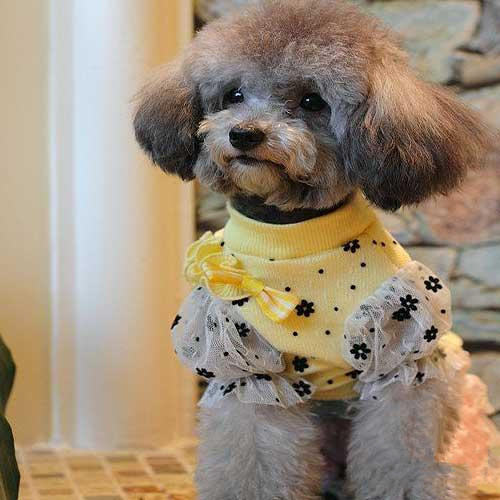 冬季狗狗养护四大误区