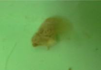 宠物龟胃肠炎的诊治 宠物龟胃肠炎的诊治