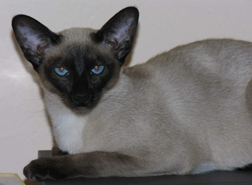 怎样清理东奇尼猫泪痕