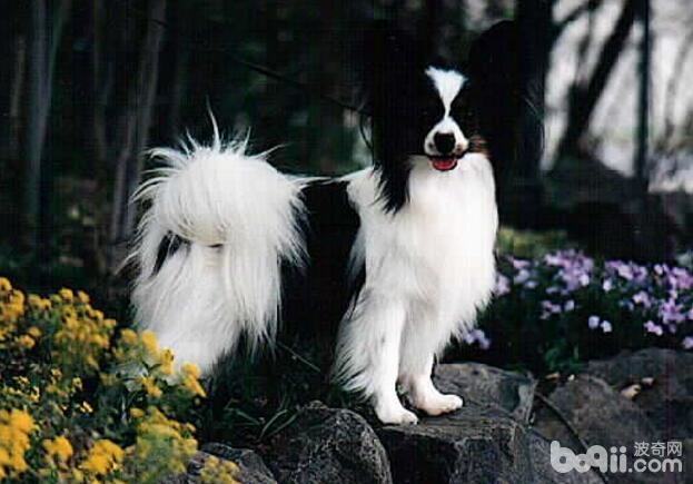 性格最温顺的狗狗都有哪些 性格最温顺的狗狗都有哪些