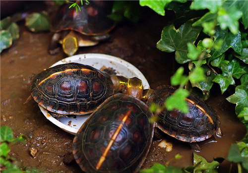 黄缘闭壳龟的挑选方法