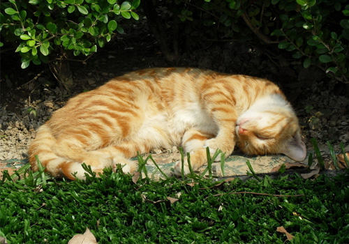 【测试】如何判断你的猫咪是不是老了