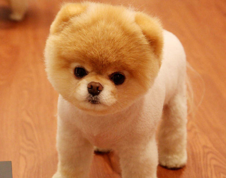 哈多利系博美犬的品种介绍