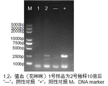 猫弓形虫的诊治