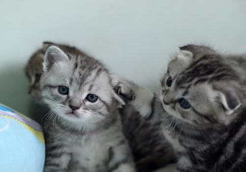 猫咪新环境适应方法