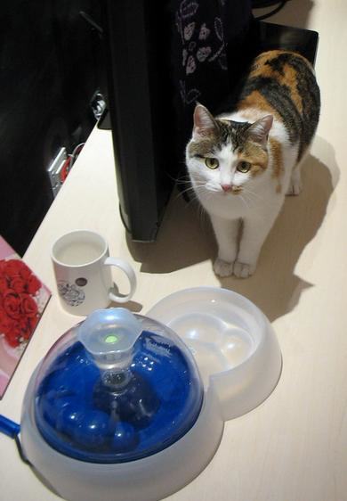 如何判断猫咪饮水量以及怎样让猫咪多喝水