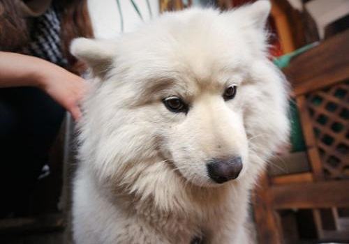 常见的长毛大型犬都有哪些品种? 常见的长毛大型犬都有哪些品种?