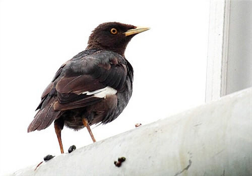 八哥鸟感冒如何治疗