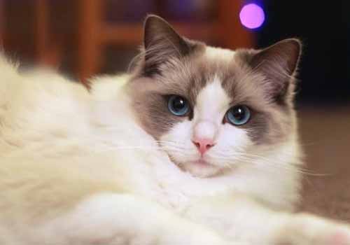 猫咪有多聪明之识破你的喂食小心机