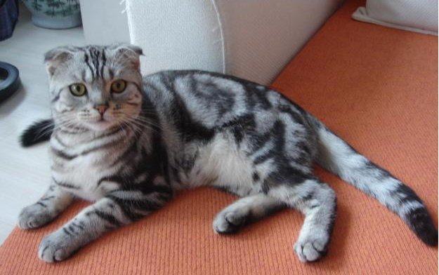猫咪有皮肤真菌病该怎么办