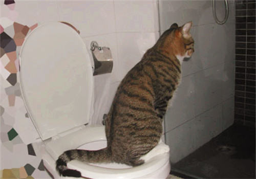 猫咪为什么突然不排尿了？