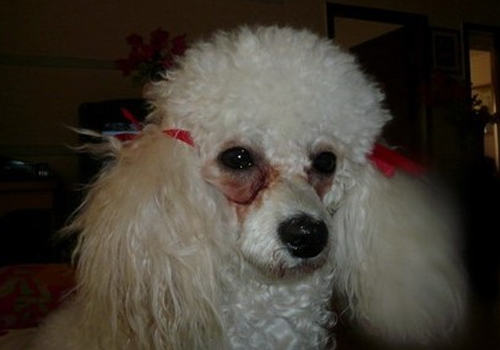 狗狗吃什么狗粮有助于改善泪痕