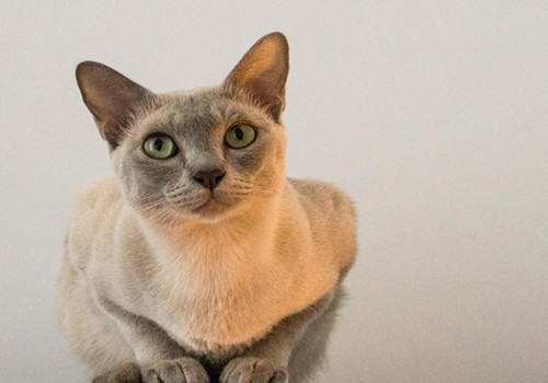 猫咪洗澡3个健康问题