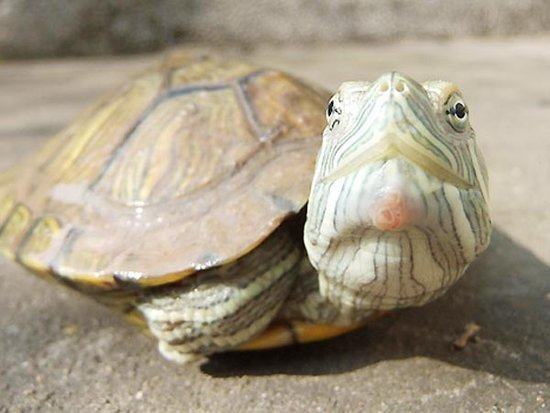 巴西龟白眼病有哪些表现