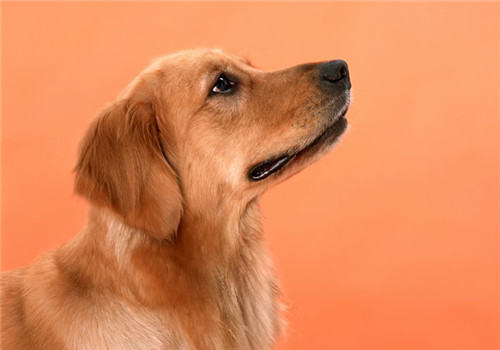 金毛幼犬吃什么狗粮比较好