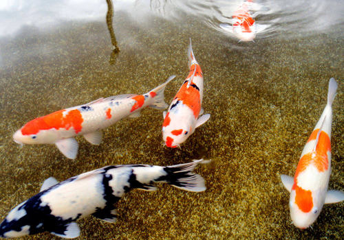 锦鲤的一般特性