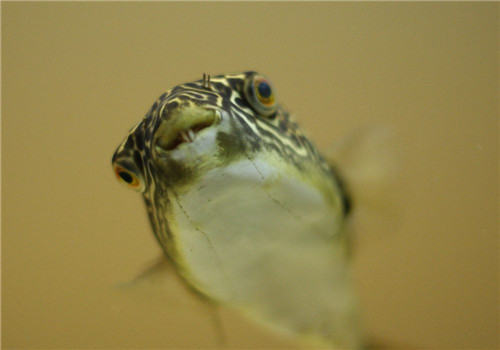 狗头鱼硬件设备的注意事项（一）