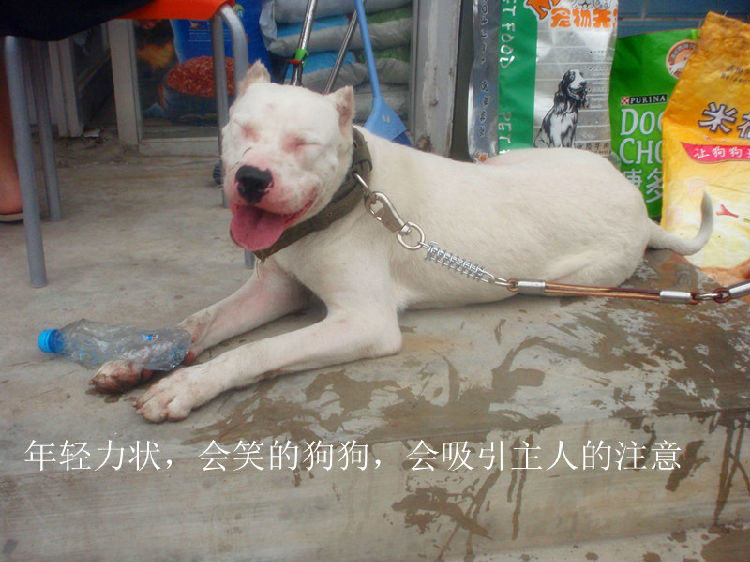 关于狗狗的老年痴呆症的症状 关于狗狗的老年痴呆症的症状