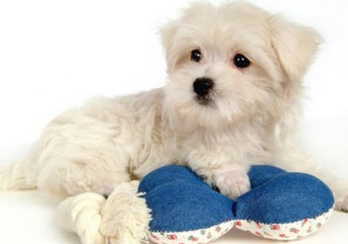 怎样改善狗狗分离焦虑症的问题