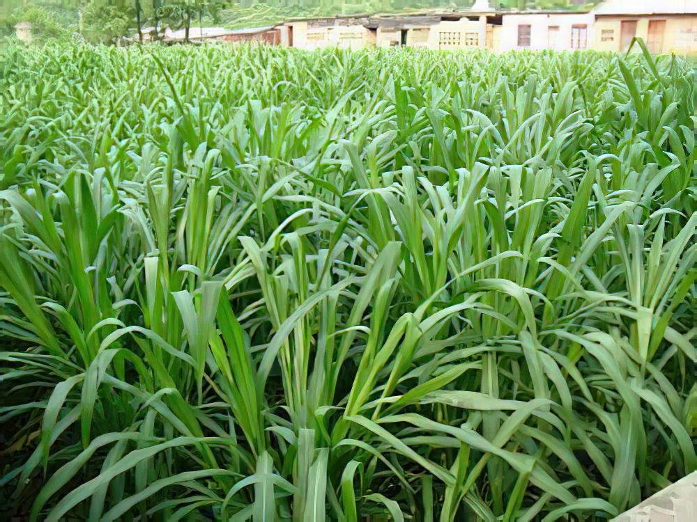 皇竹草栽培技术和应用