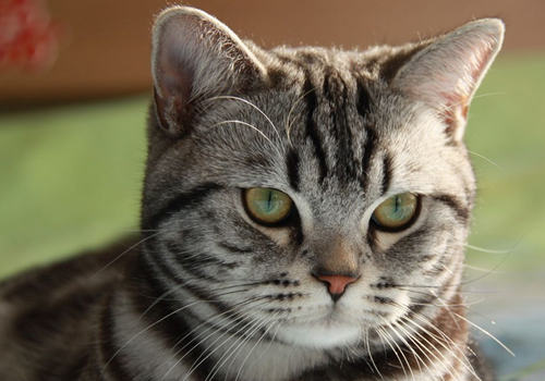 如何处理猫杯状病毒 如何处理猫杯状病毒