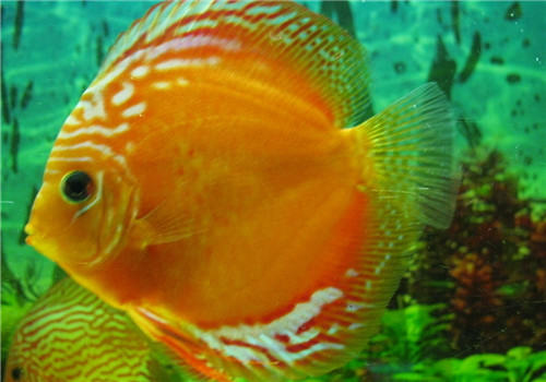 七彩神仙鱼的饲料选择及喂食要点