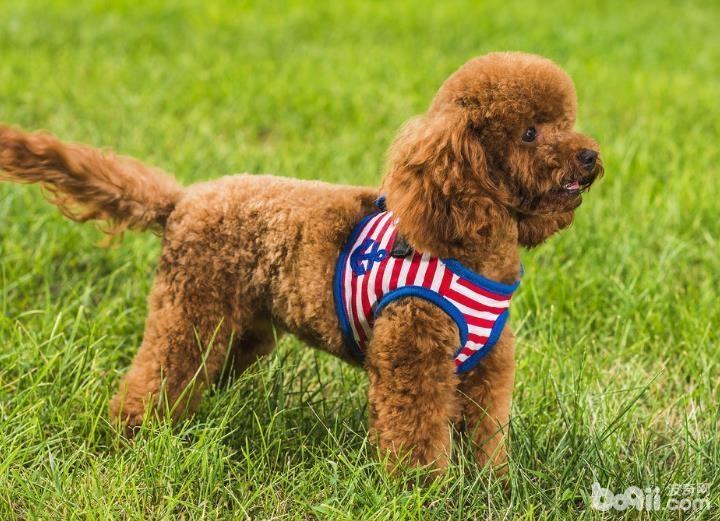 泰迪犬嘴巴变红是生病了吗 泰迪犬嘴巴变红的原因有哪些