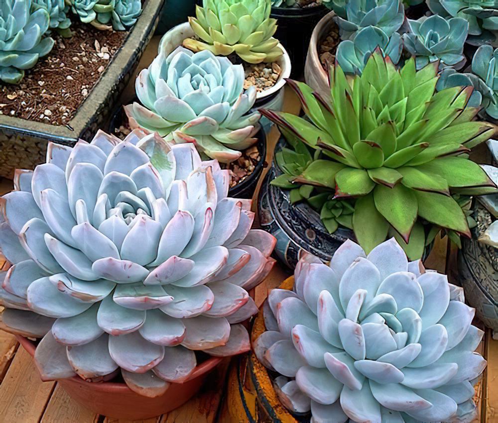 芙蓉真爱粉儿：明明知道有可能被忽悠，还是无法抗拒自己的眼睛