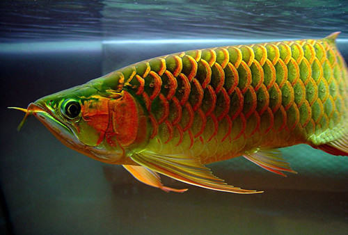 亚洲龙鱼的饲养环境