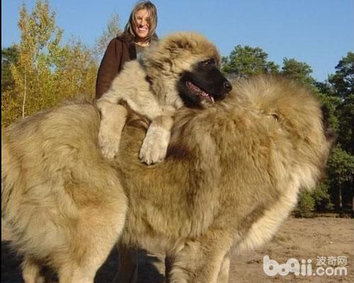 高加索犬怎么样 高加索犬好养吗 高加索犬怎么样 高加索犬好养吗