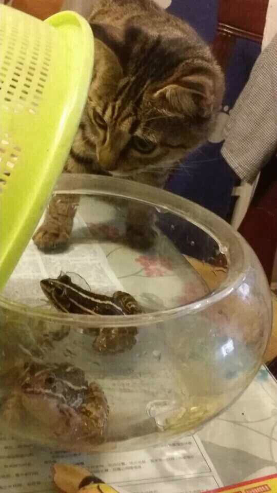 猫奴必须关注的几件事之半夜猫叫 猫奴必须关注的几件事之半夜猫叫