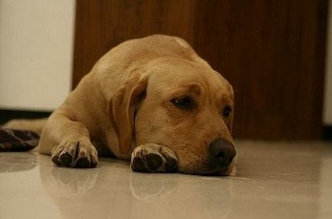 怎么训练拉布拉多接东西？