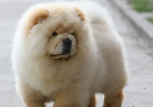 松狮犬能长多大