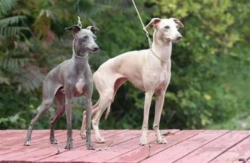 灵缇犬性格特点？灵缇犬介绍