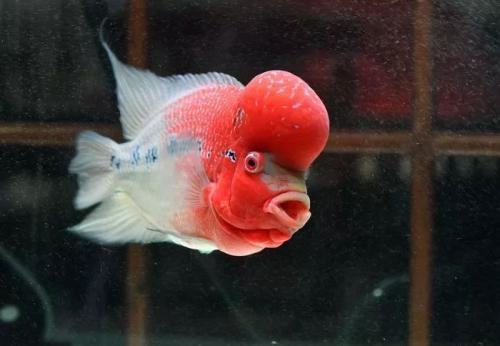 罗汉鱼的寿命多长时间？罗汉鱼的寿命