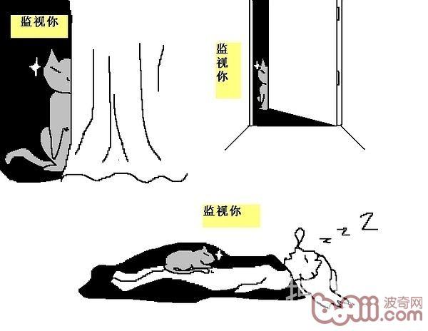 猫咪行为图解:养过猫的都懂