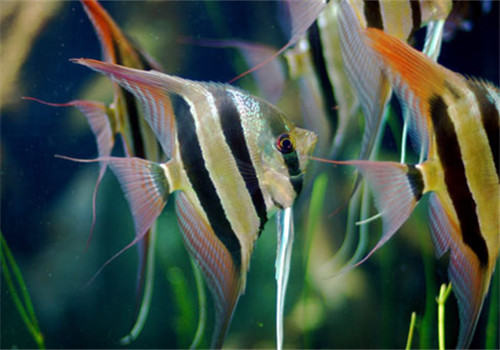 家庭饲养观赏鱼的几个注意事项 家庭饲养观赏鱼的几个注意事项