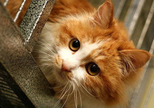 猫咪的应激反应及应对措施