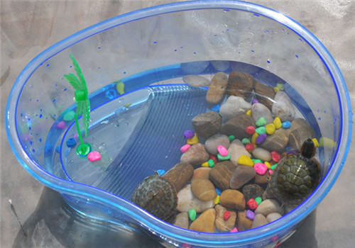 水龟饲养用具之如何选择龟缸