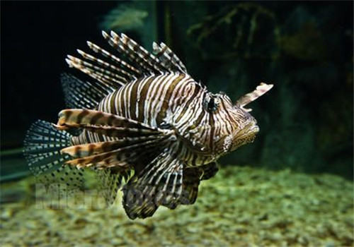 海水鱼不开口的原因分析