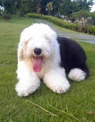 古牧犬掉毛吗?古牧犬修毛 古牧犬掉毛吗?古牧犬修毛